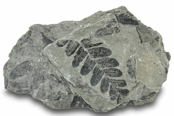 Pennsylvanian Plant Fossil Association - Kentucky #252396